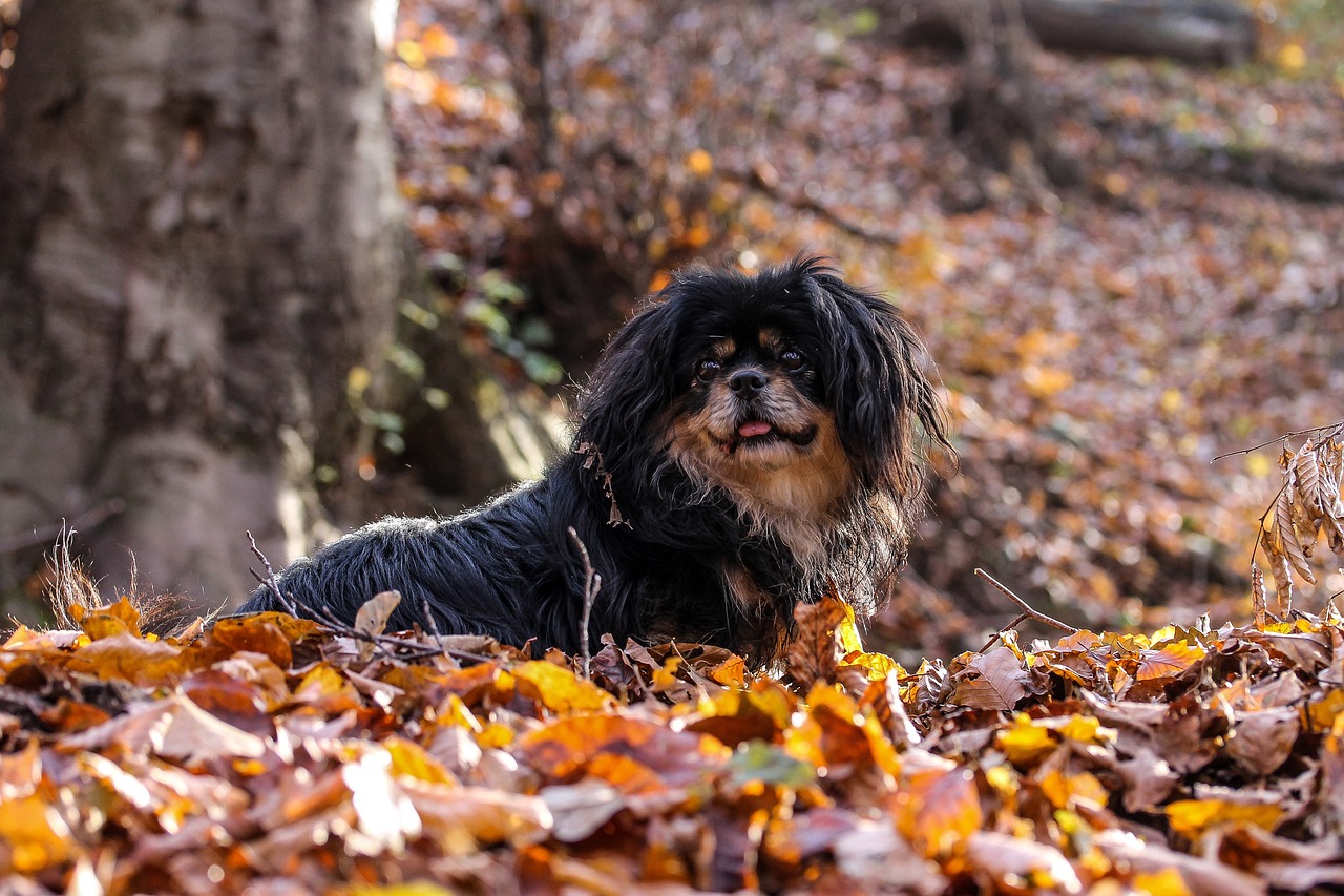 The Playful Spirit of Cocker Spaniels